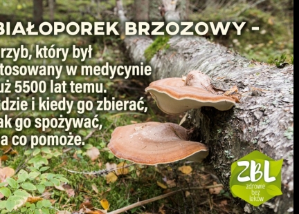 Huba brzozowa i jej właściwości wykorzystywane w Europie już 5500 lat temu!